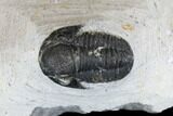 Bargain, Pair Of Gerastos Trilobite Fossils - Morocco #146283-1